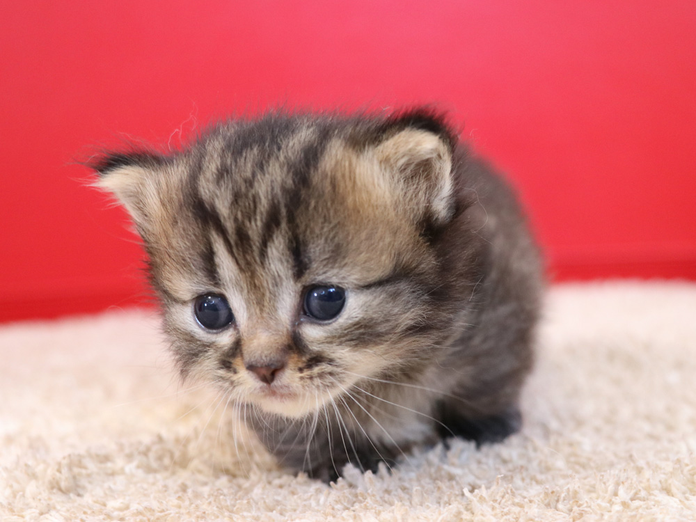 ミヌエットの子猫