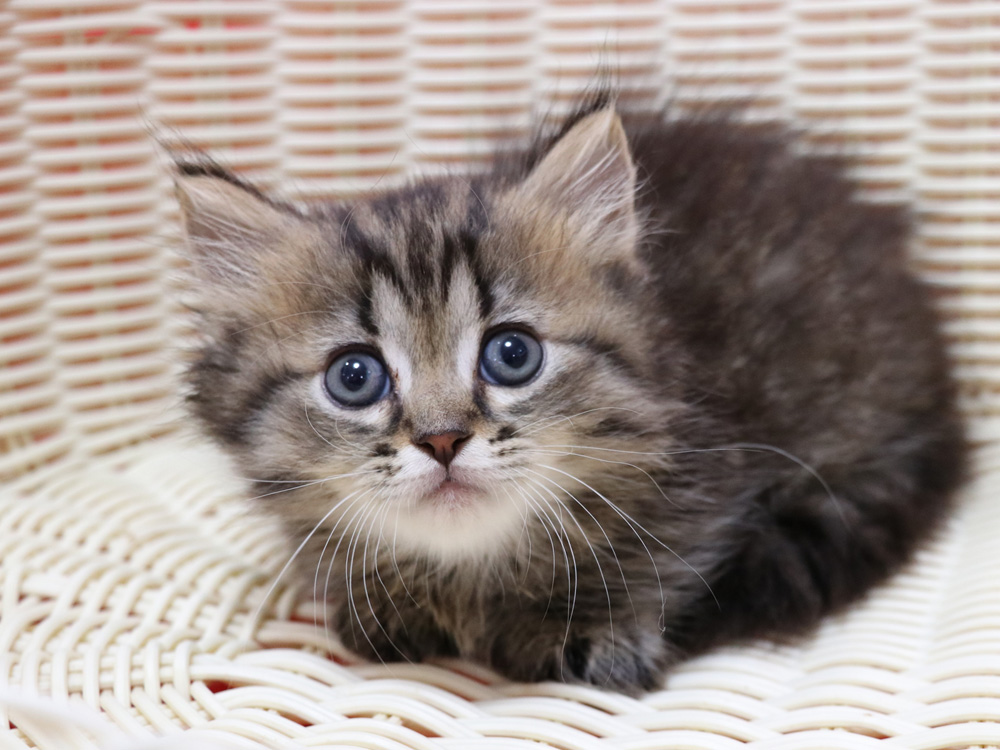 ミヌエットの子猫