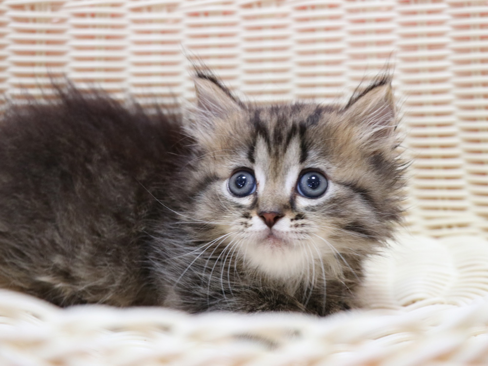 ミヌエットの子猫