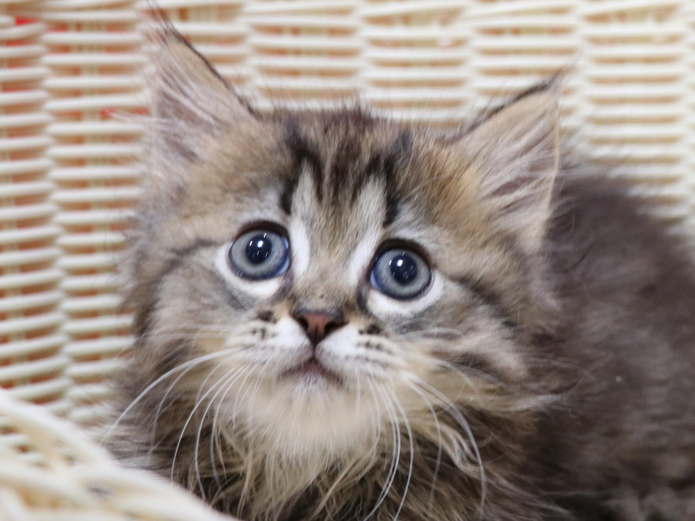 ミヌエットの子猫