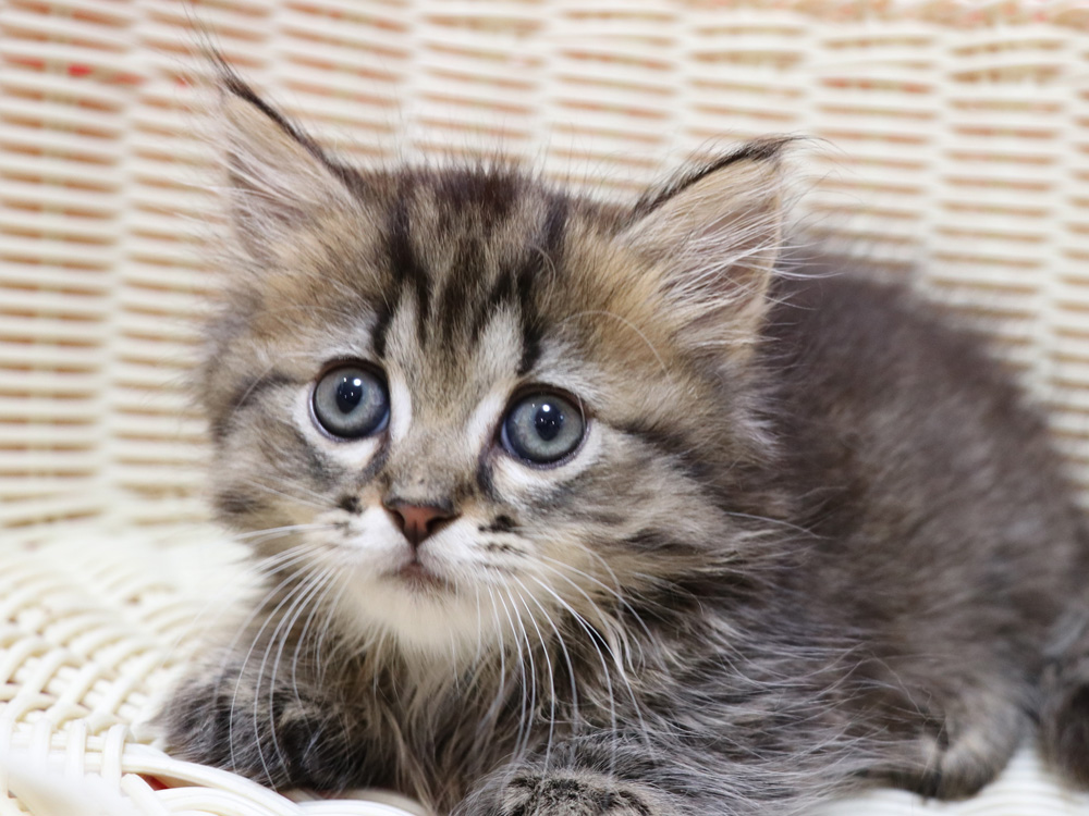 ミヌエットの子猫
