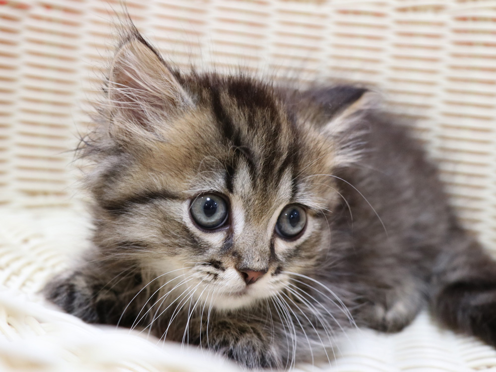 ミヌエットの子猫