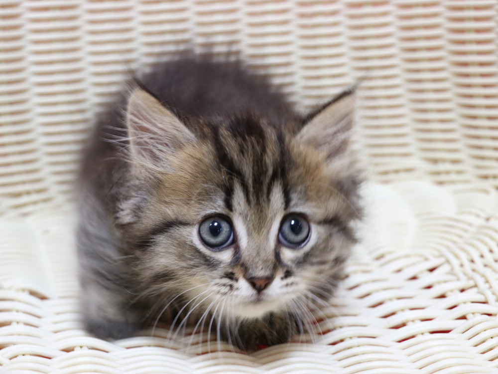 ミヌエットの子猫