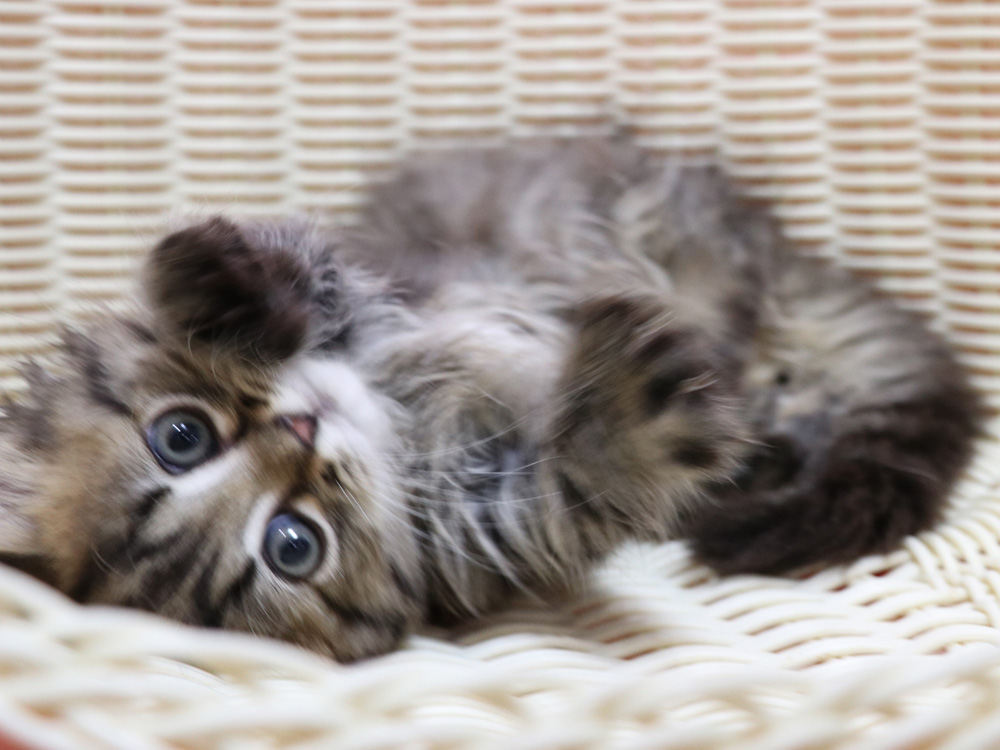 ミヌエットの子猫