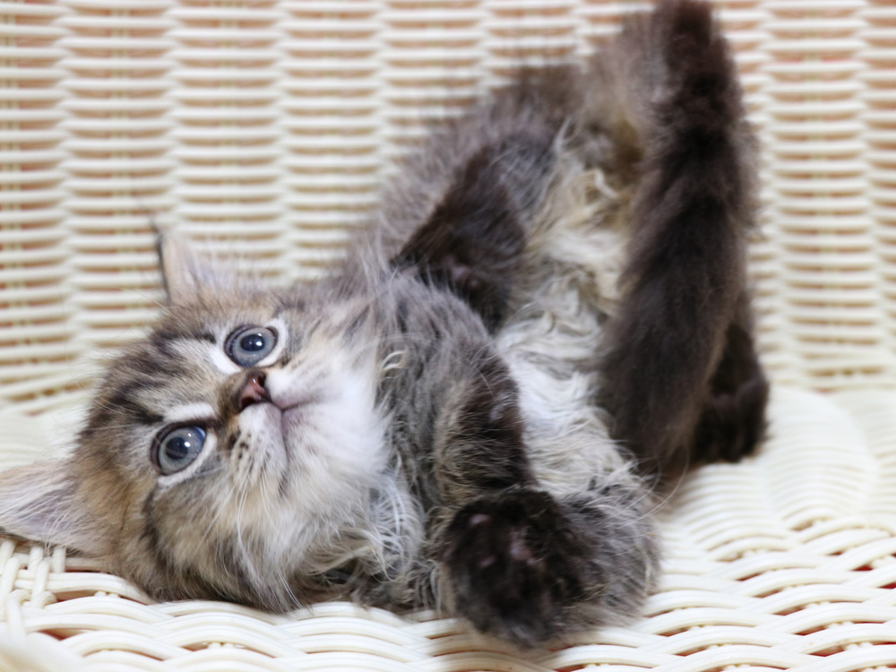 ミヌエットの子猫