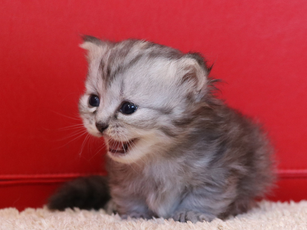 ミヌエットの子猫