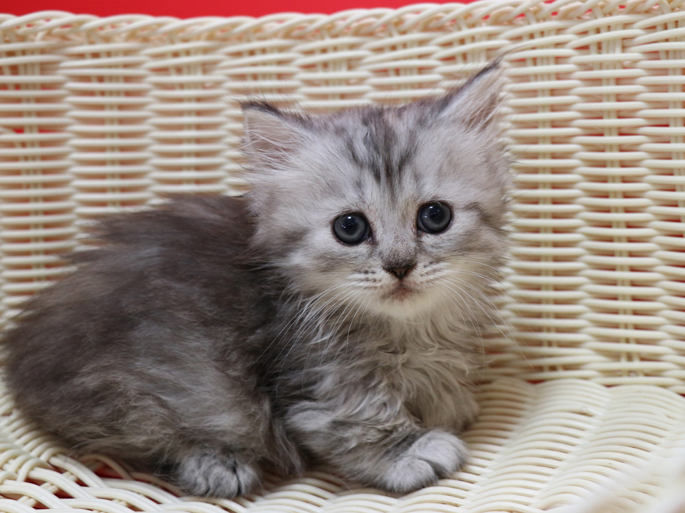 ミヌエットの子猫