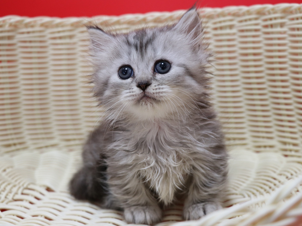 ミヌエットの子猫
