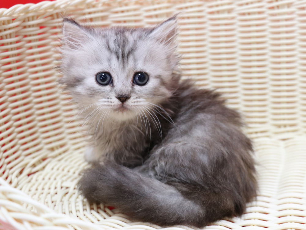 ミヌエットの子猫
