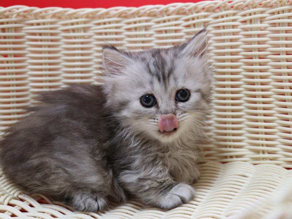 ミヌエットの子猫