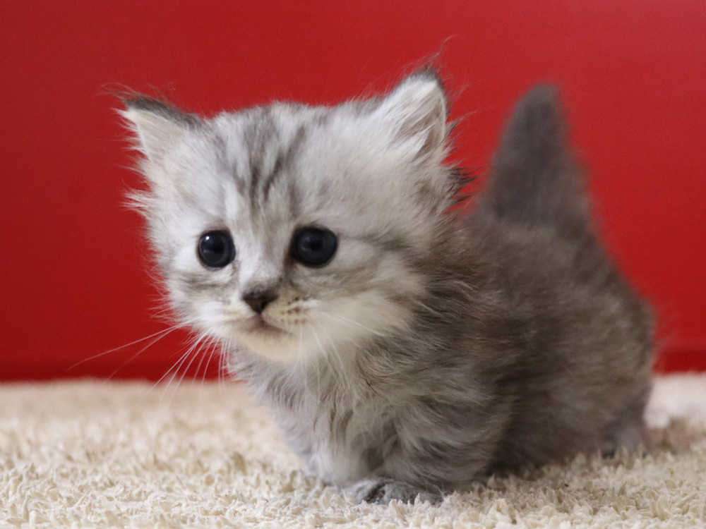 ミヌエットの子猫