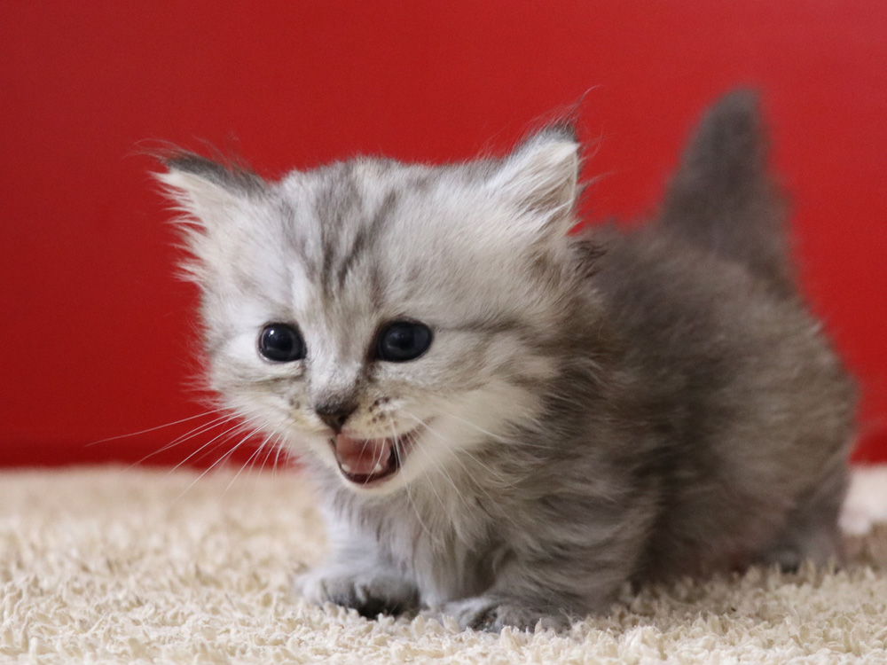 ミヌエットの子猫