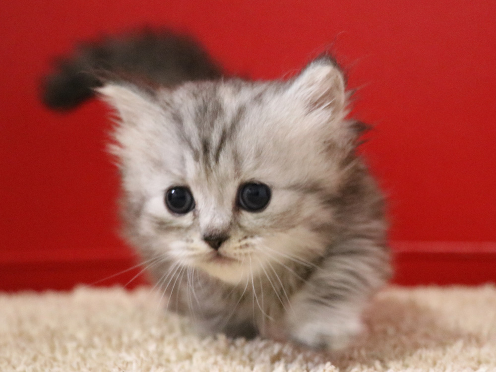 ミヌエットの子猫