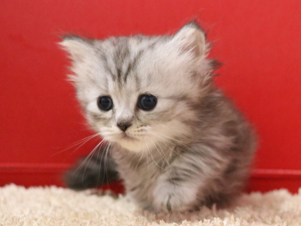 ミヌエットの子猫