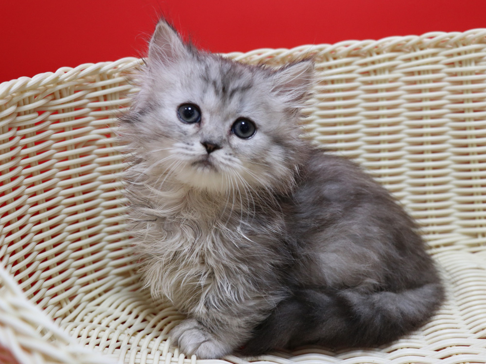 ミヌエットの子猫