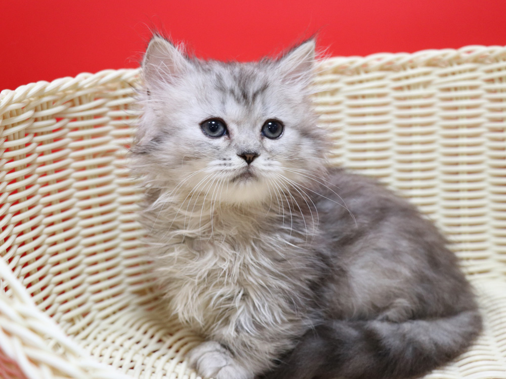 ミヌエットの子猫