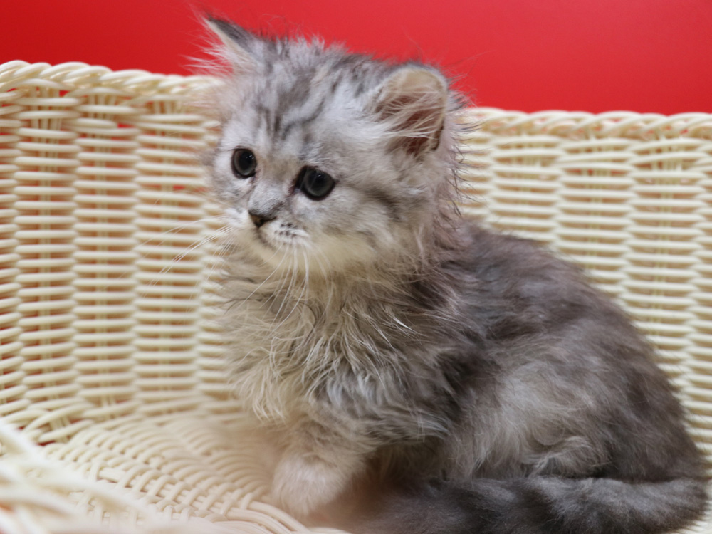 ミヌエットの子猫