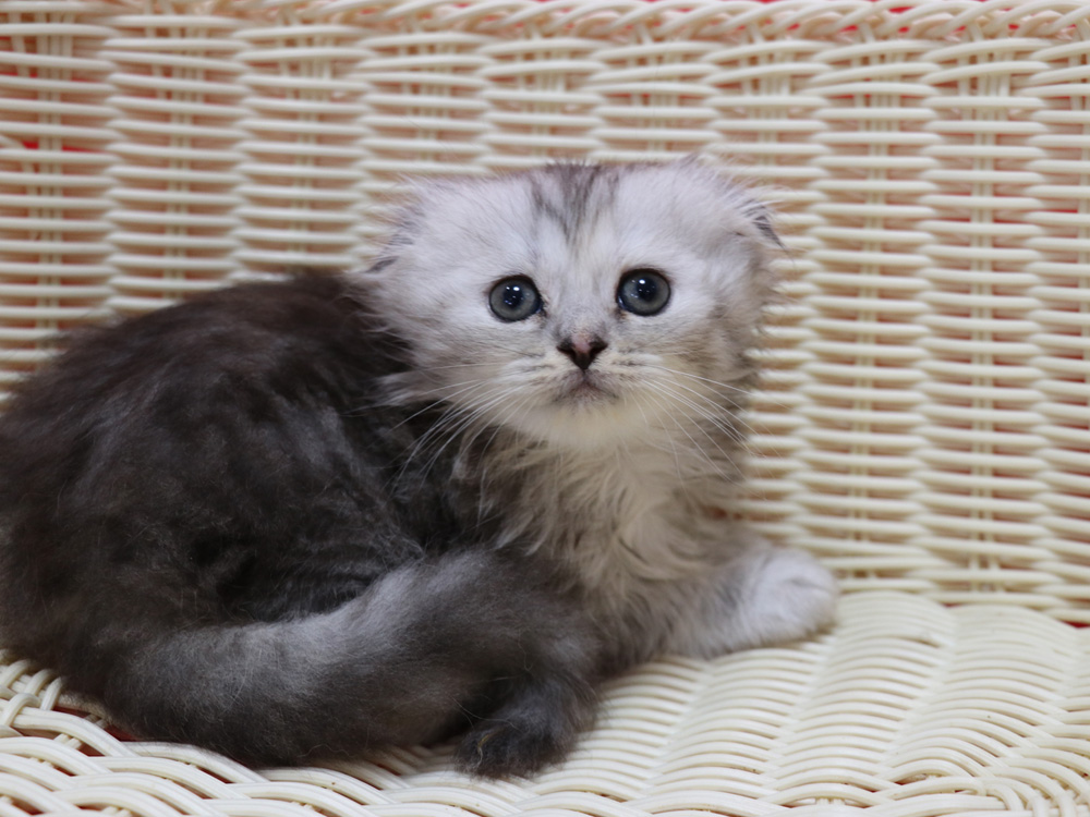 ミヌエットの子猫