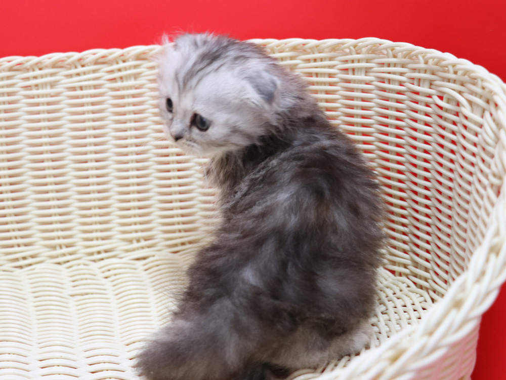 ミヌエットの子猫