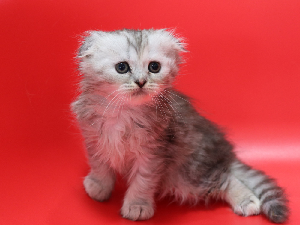 ミヌエットの子猫