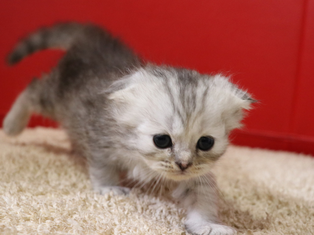 ミヌエットの子猫