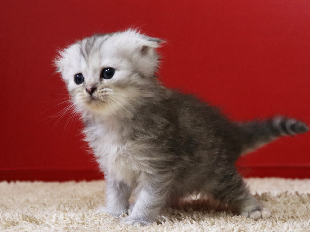 ミヌエットの子猫