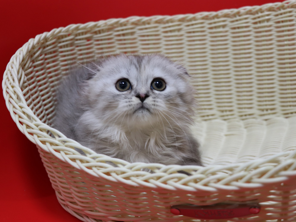 ミヌエットの子猫
