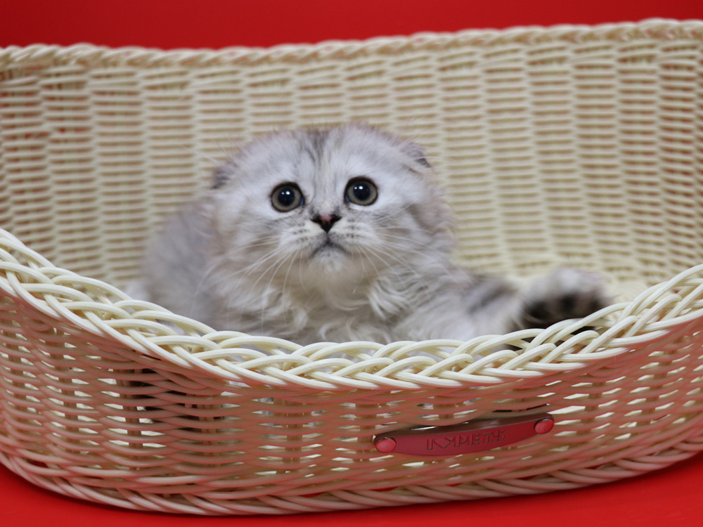 ミヌエットの子猫