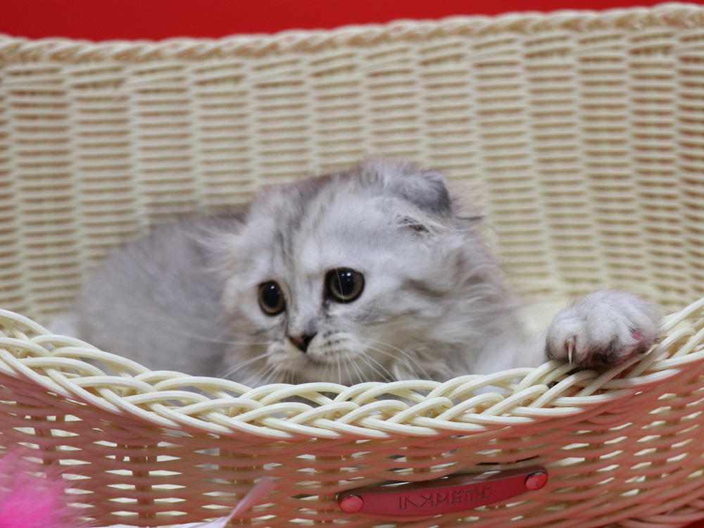 ミヌエットの子猫