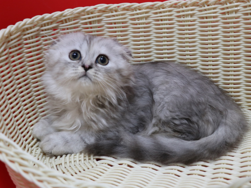 ミヌエットの子猫