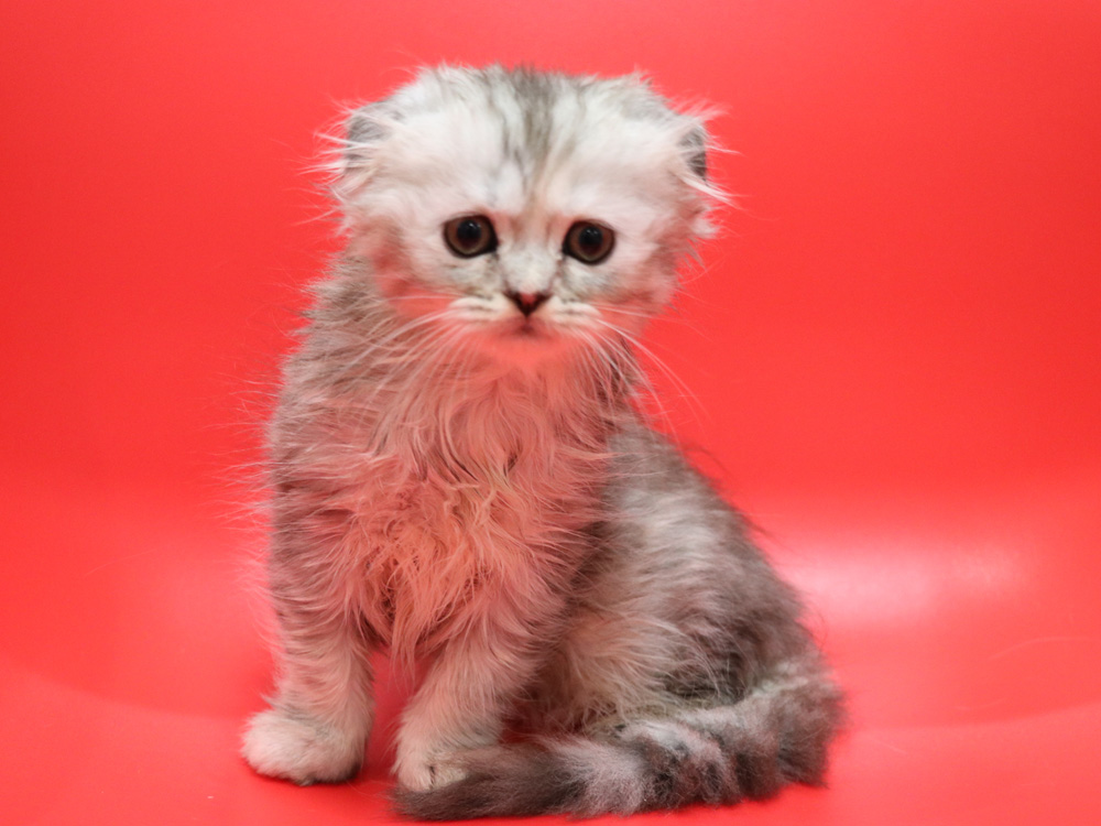 ミヌエットの子猫