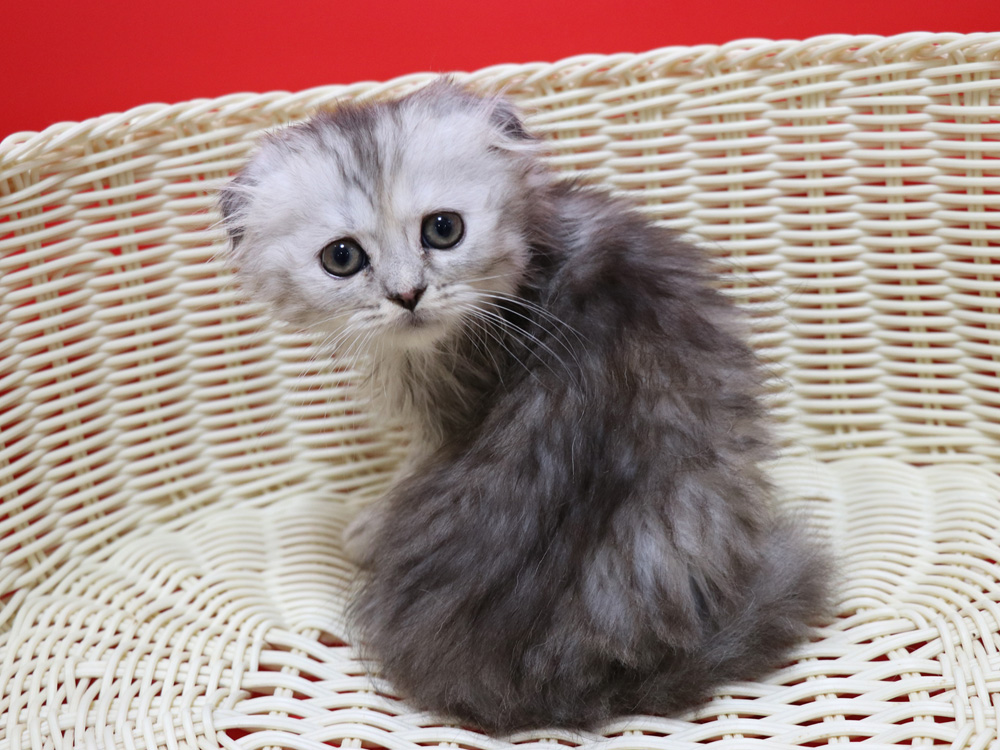 ミヌエットの子猫