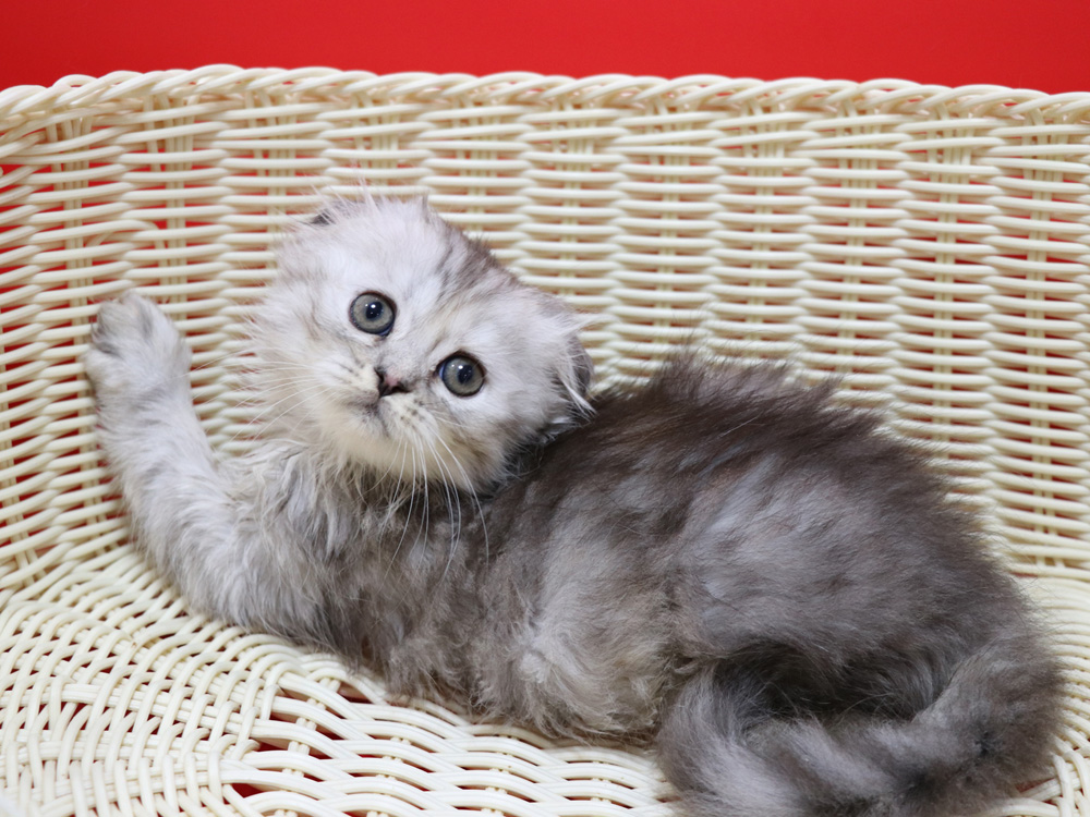 ミヌエットの子猫