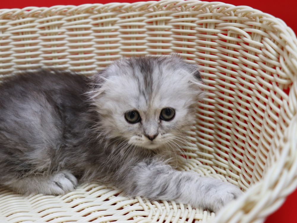ミヌエットの子猫