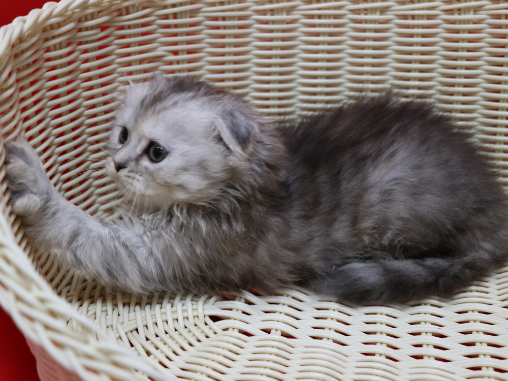 ミヌエットの子猫