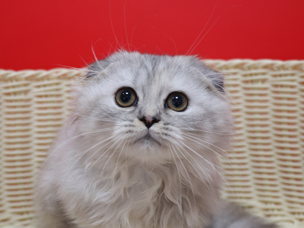 ミヌエットの子猫
