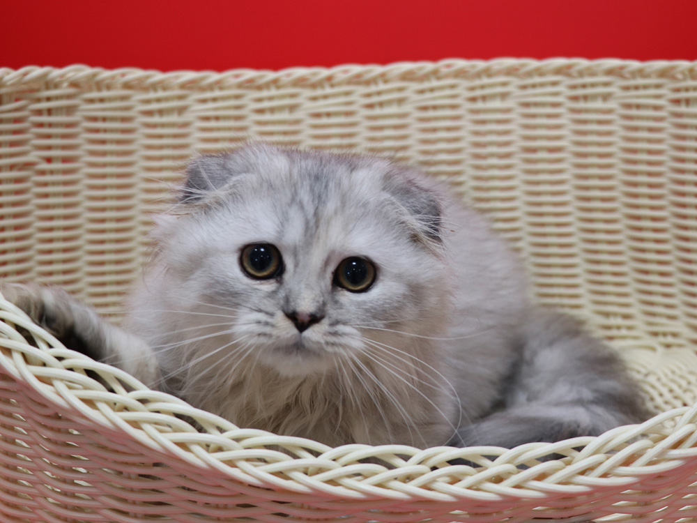 ミヌエットの子猫