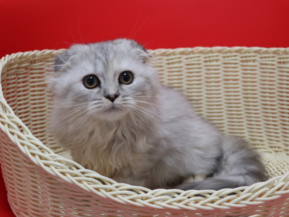 ミヌエットの子猫