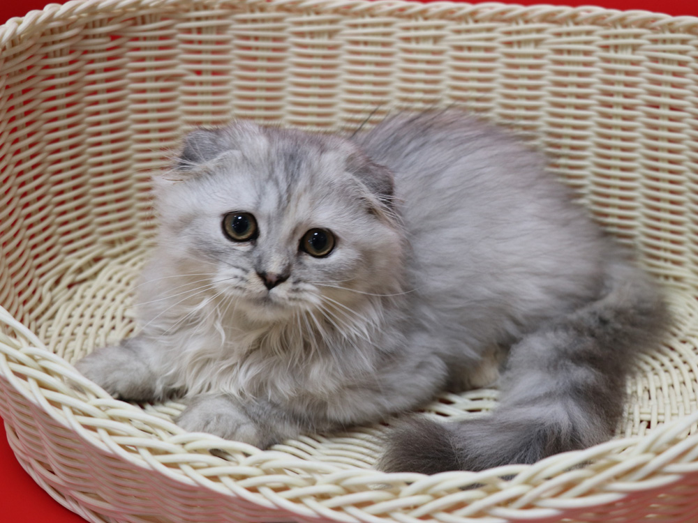 ミヌエットの子猫
