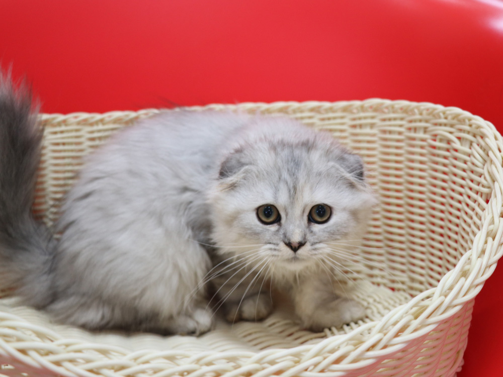 ミヌエットの子猫