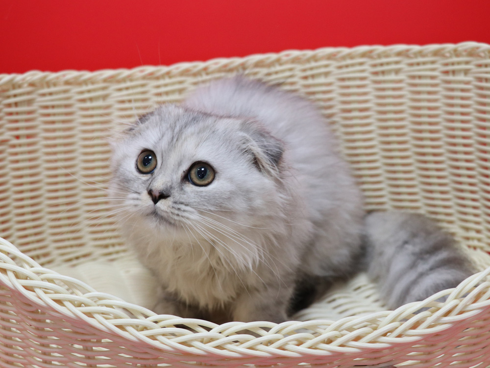 ミヌエットの子猫