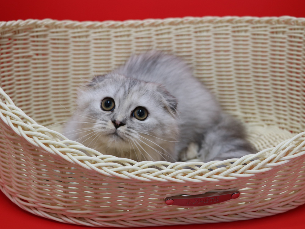 ミヌエットの子猫