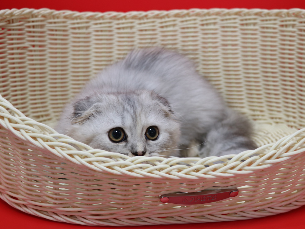 ミヌエットの子猫