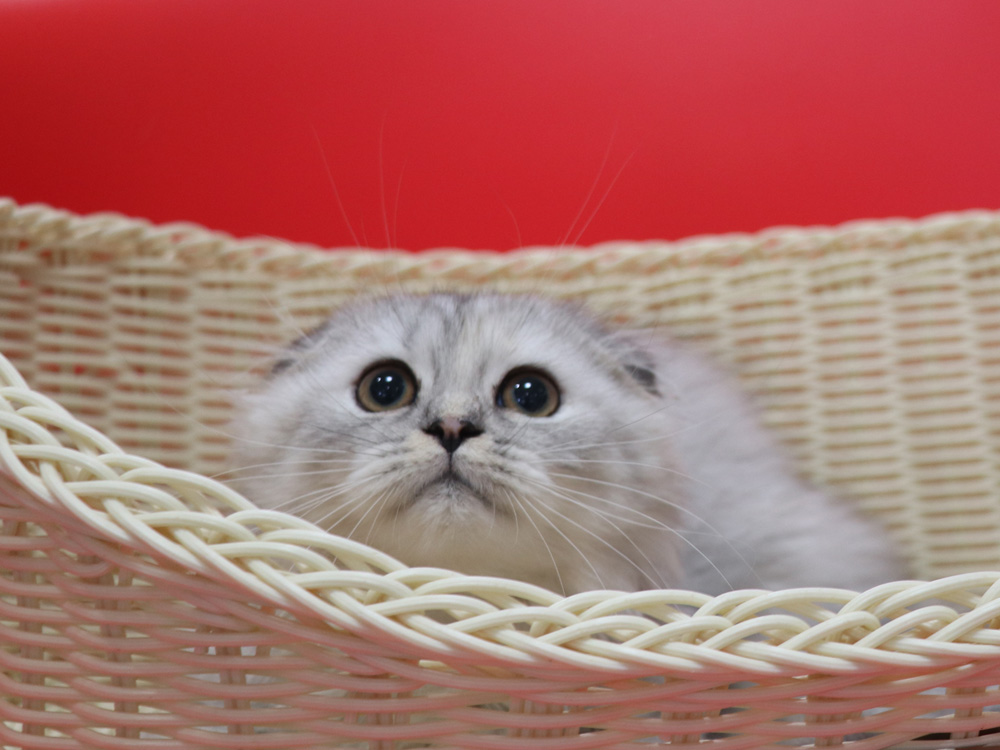 ミヌエットの子猫