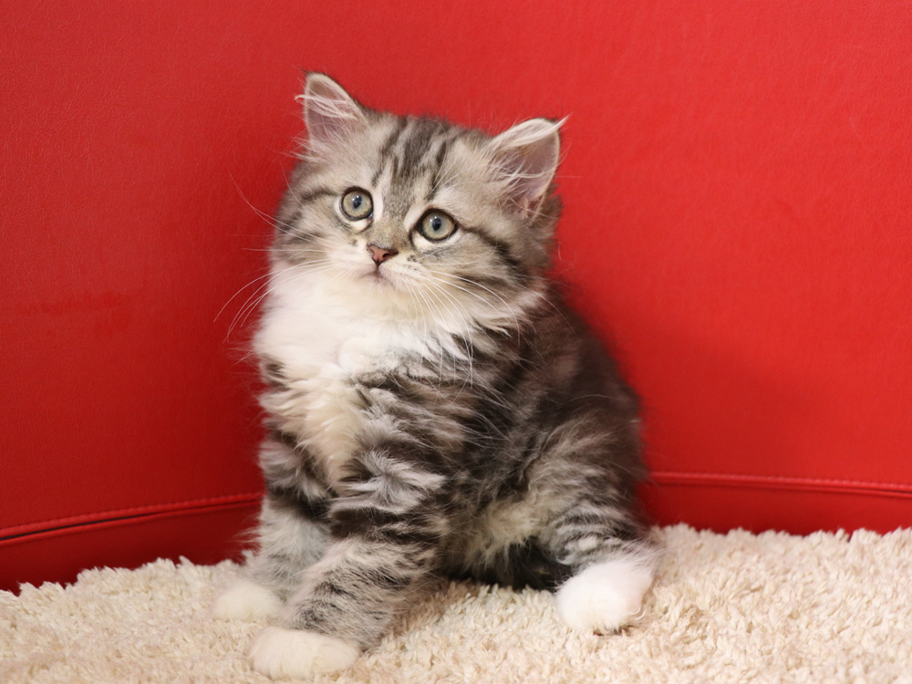 ミヌエットの子猫