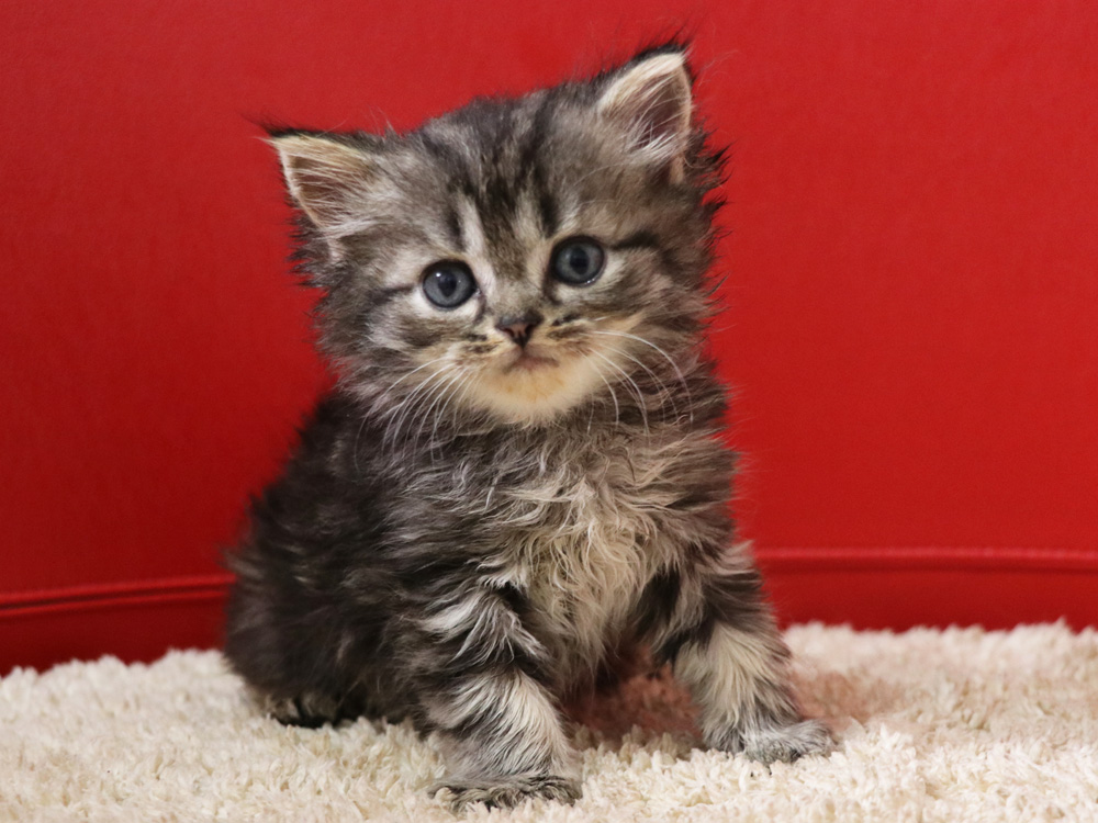ミヌエットの子猫