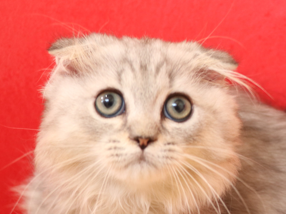 ミヌエットの子猫