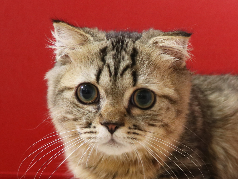 ミヌエットの子猫