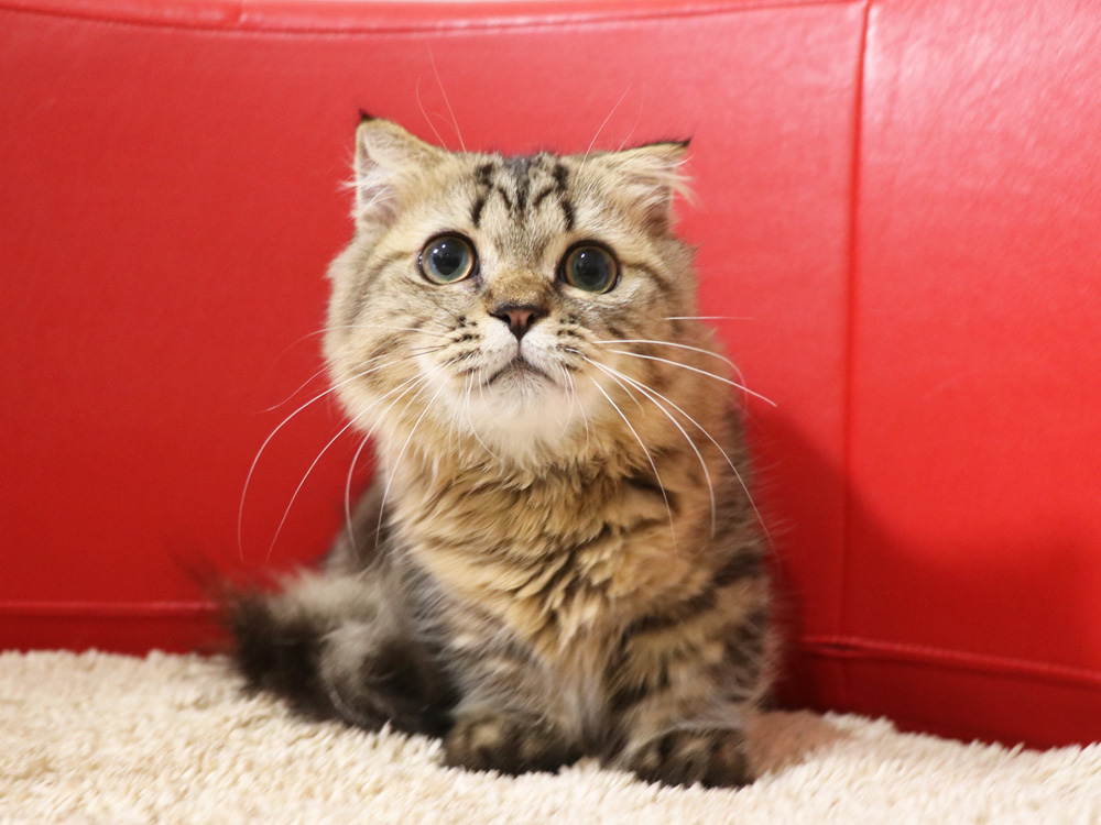 ミヌエットの子猫