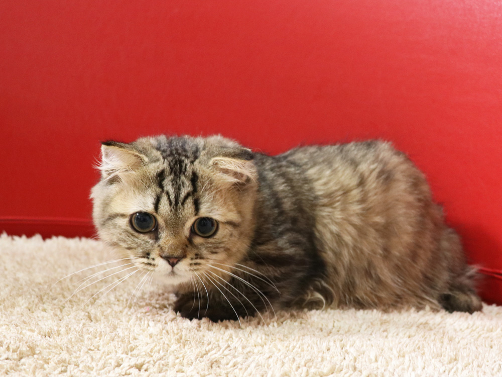ミヌエットの子猫